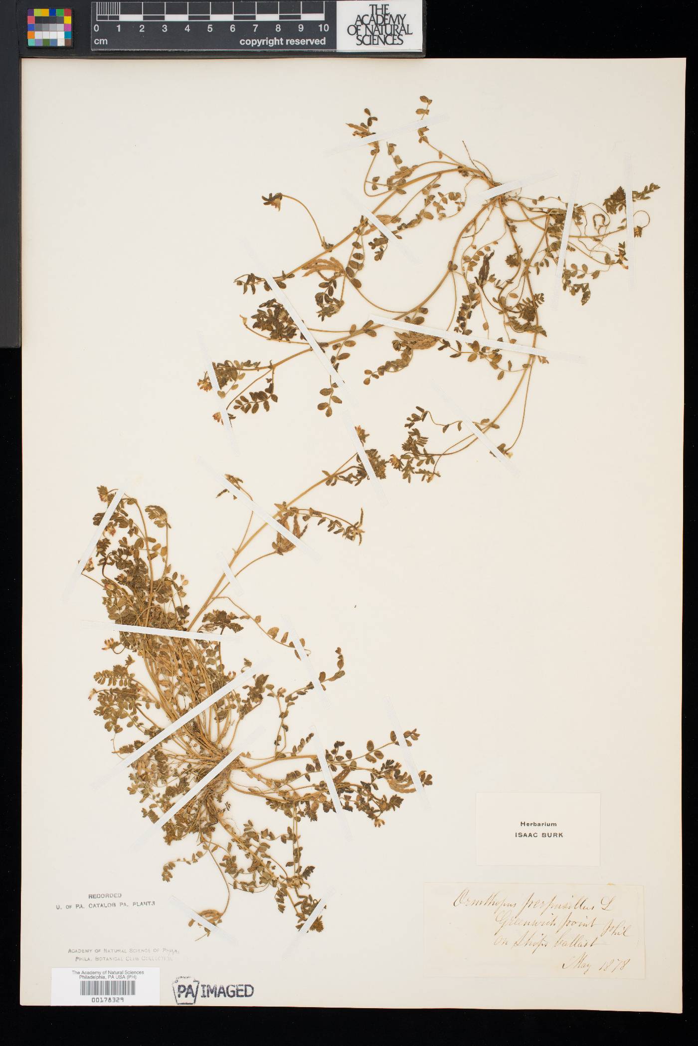Ornithopus perpusillus image
