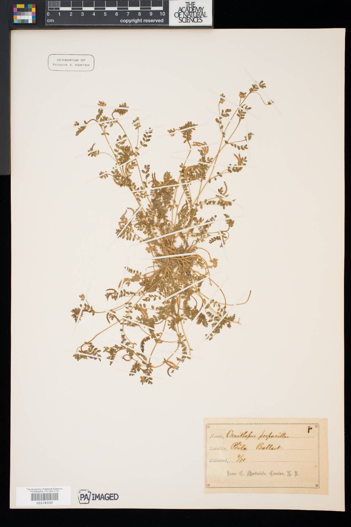 Ornithopus perpusillus image