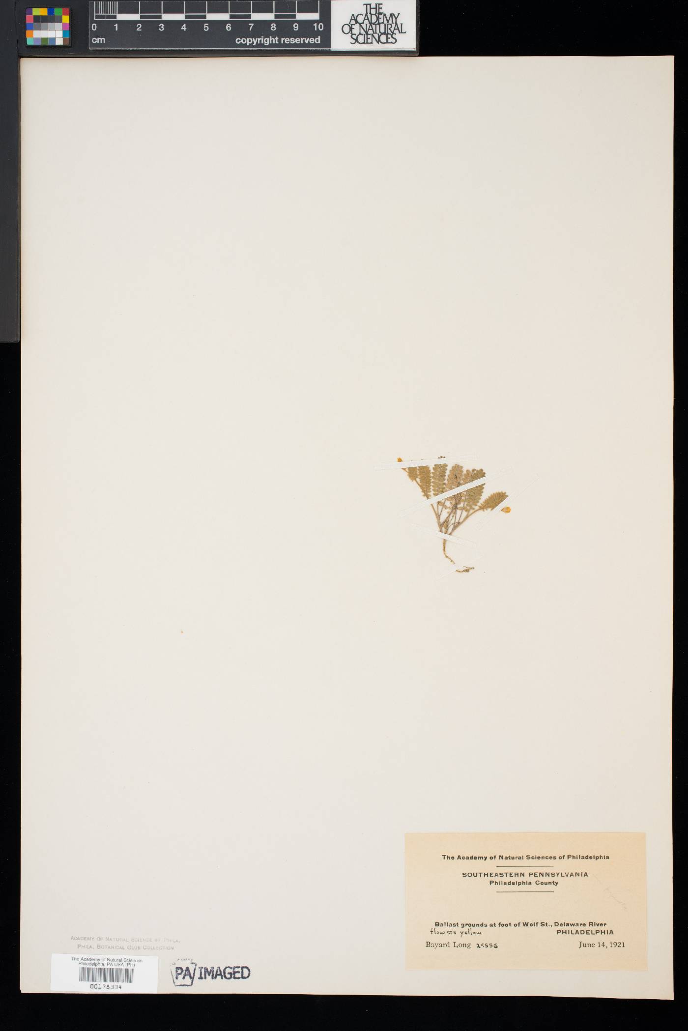 Ornithopus perpusillus image