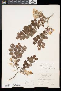 Robinia hispida image