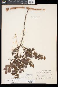 Robinia hispida image