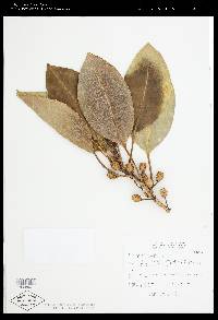 Ficus macrophylla image