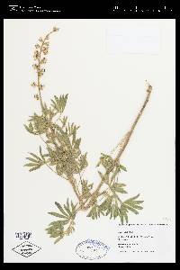 Lupinus argenteus subsp. rubricaulis image