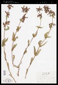 Penstemon wilcoxii image