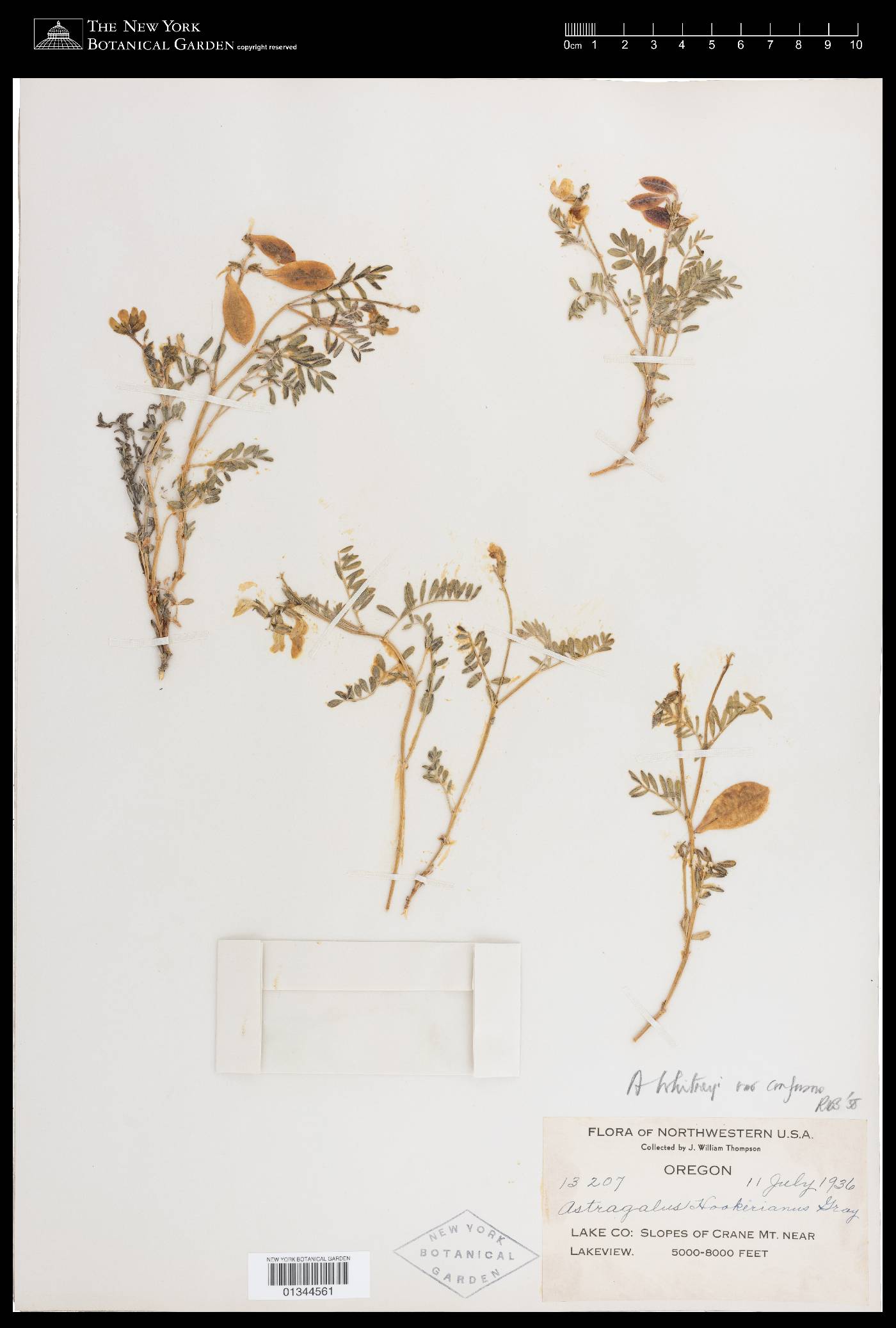 Astragalus whitneyi var. confusus image