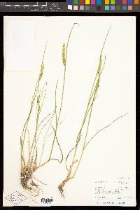 Agropyron cristatum subsp. pectinatum image