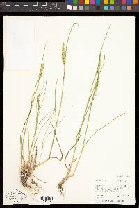 Agropyron cristatum image