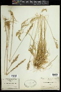 Poa secunda subsp. secunda image