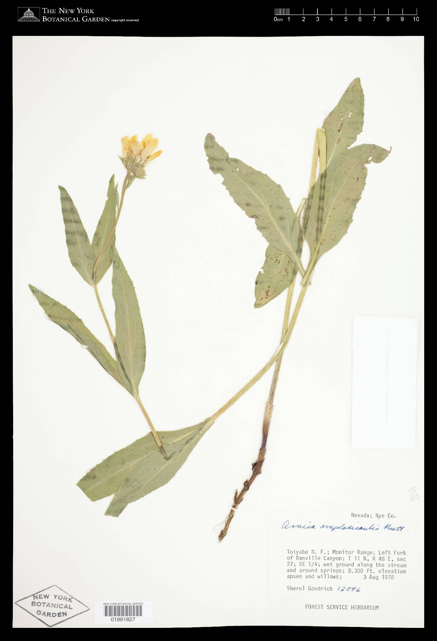 Arnica lanceolata image