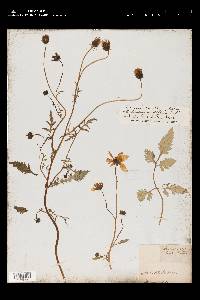 Bidens serrulata image