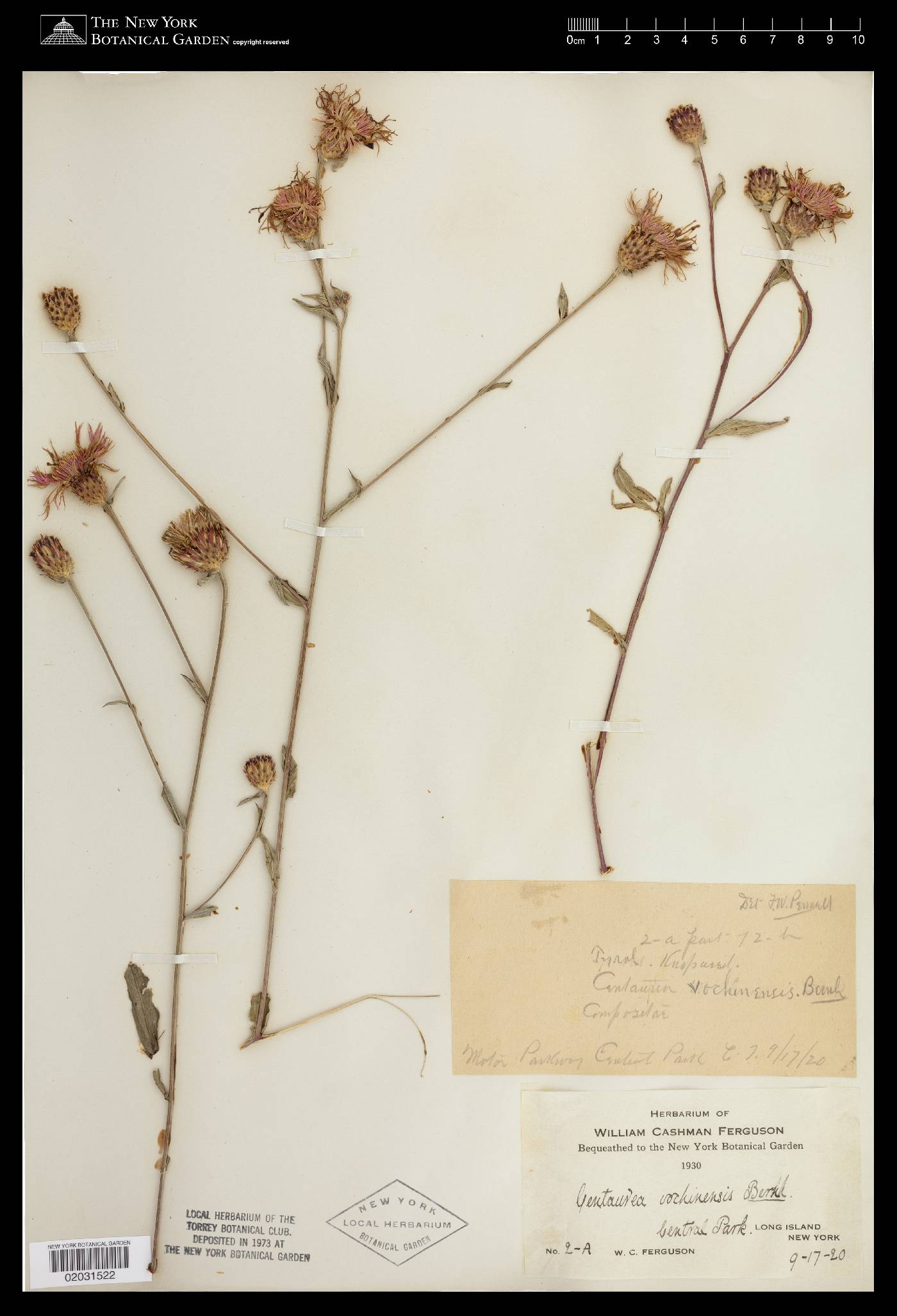 Centaurea dubia image