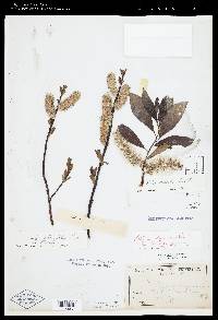 Salix planifolia image