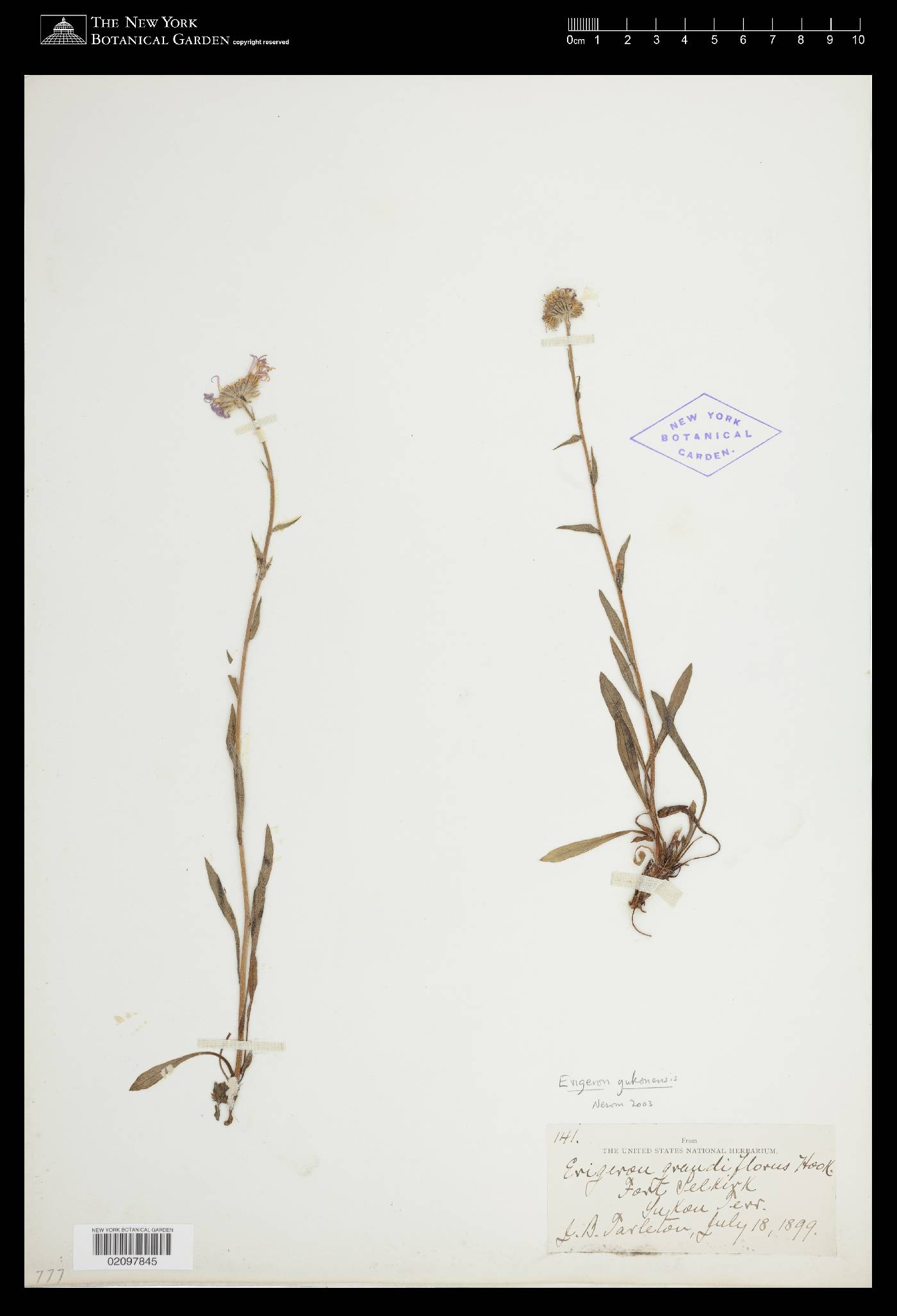Erigeron yukonensis image