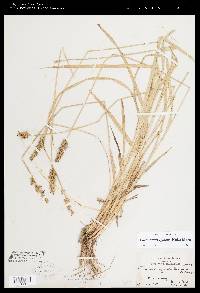 Carex laevivaginata image