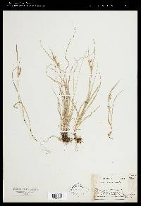 Carex aurea image