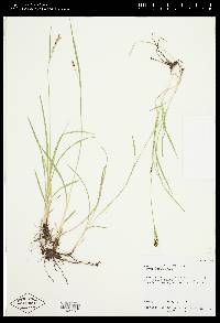 Carex aurea image