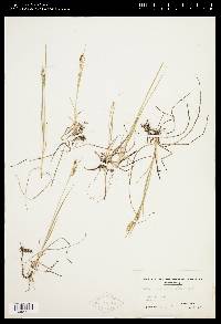 Carex aurea image