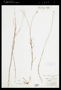 Carex chordorrhiza image