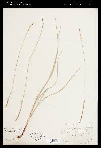 Carex communis var. communis image