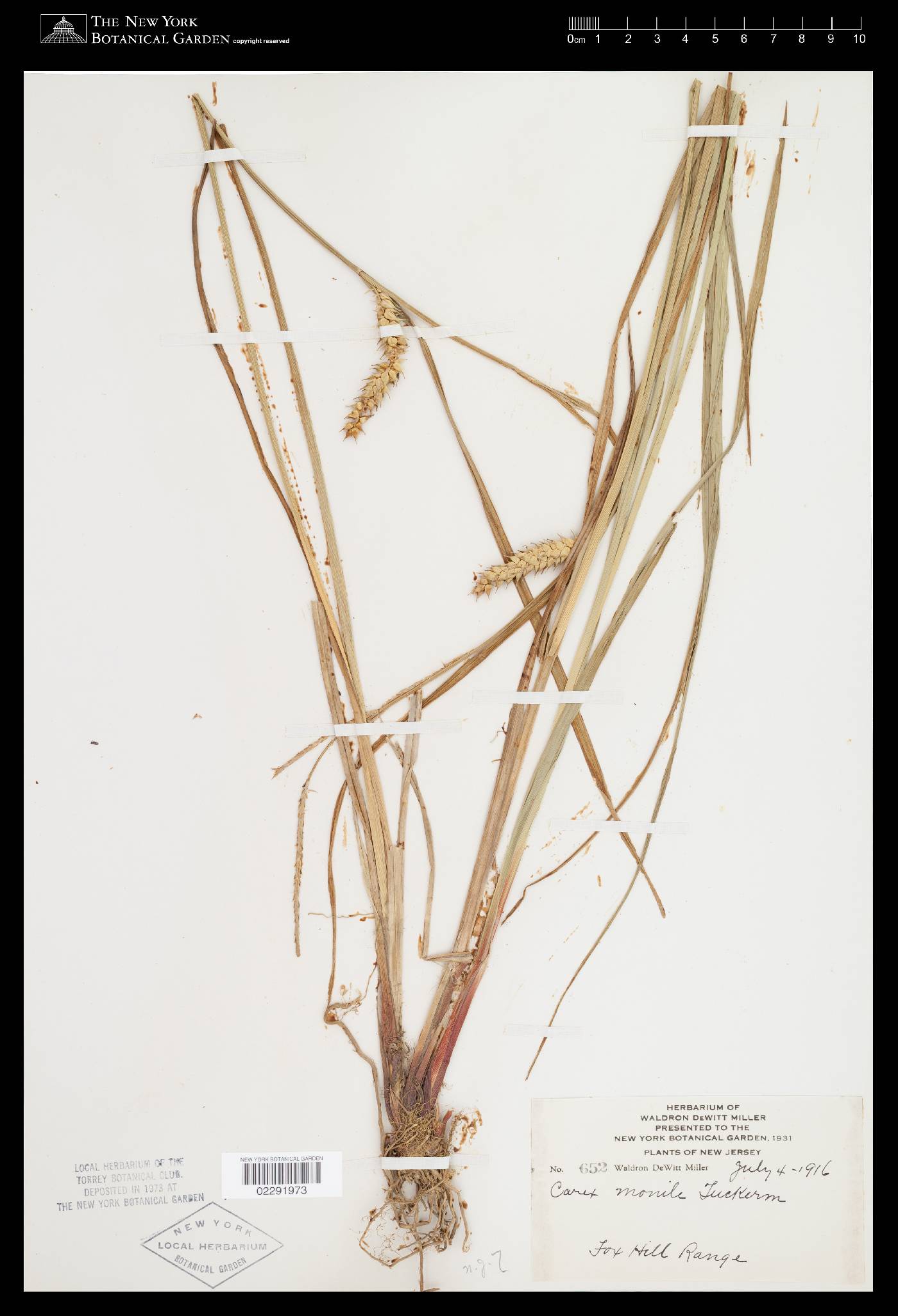 Carex monile image