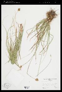 Carex multicostata image