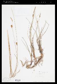 Carex oligosperma image