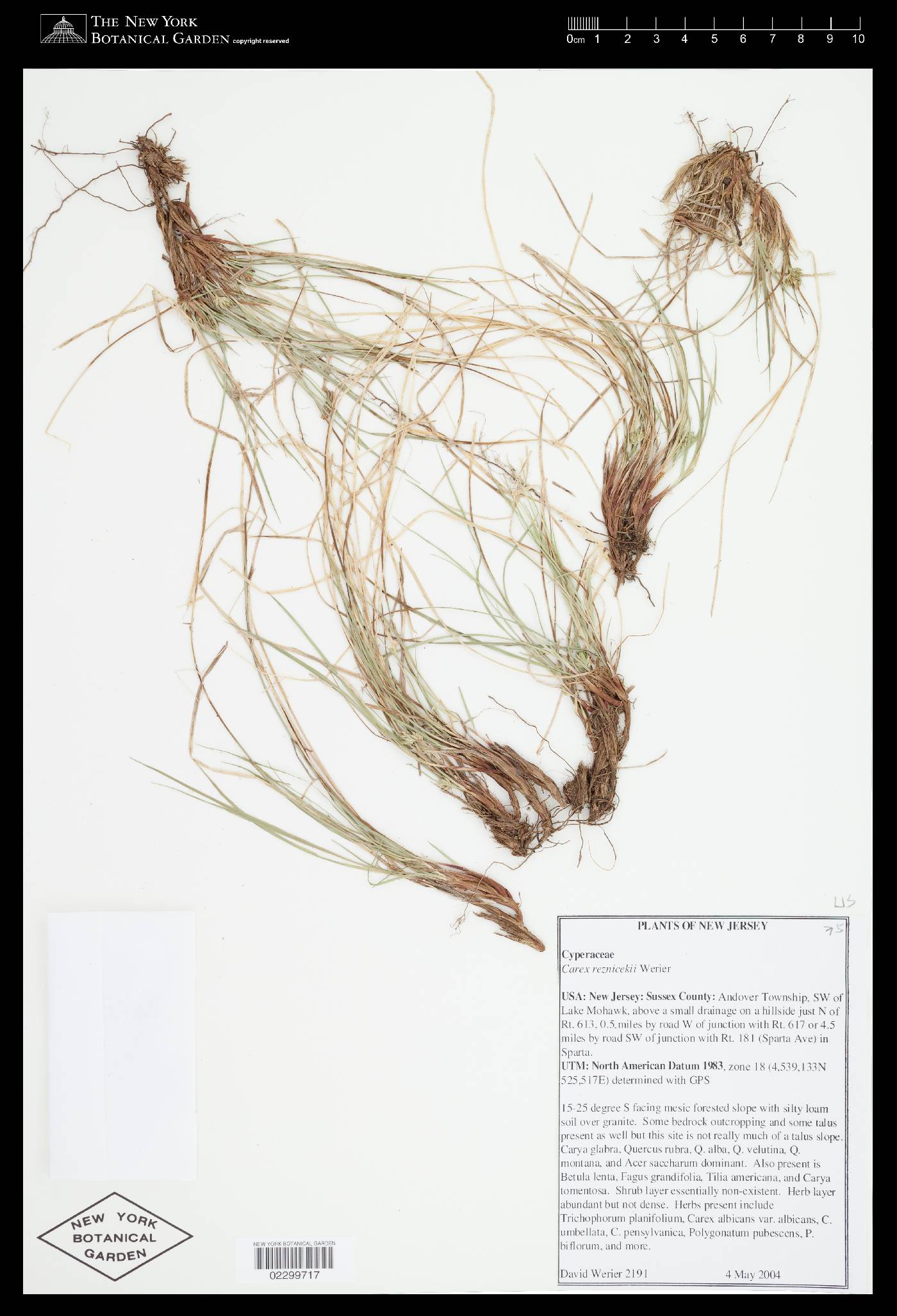 Carex reznicekii image