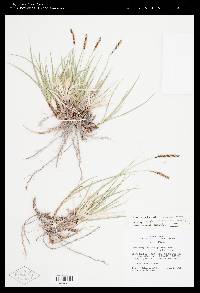 Carex scirpoidea image