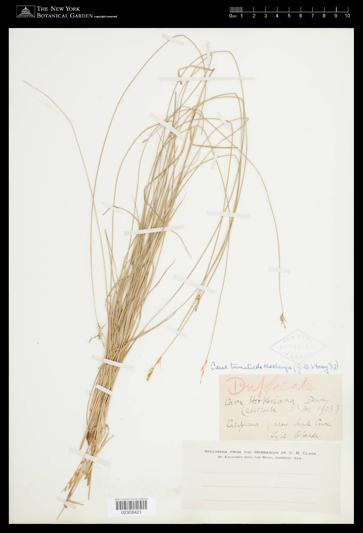 Carex tumulicola image