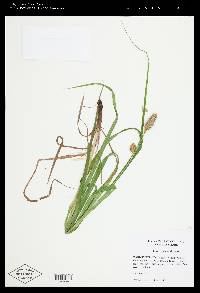 Carex typhina image