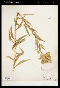 Solidago canadensis var. canadensis image