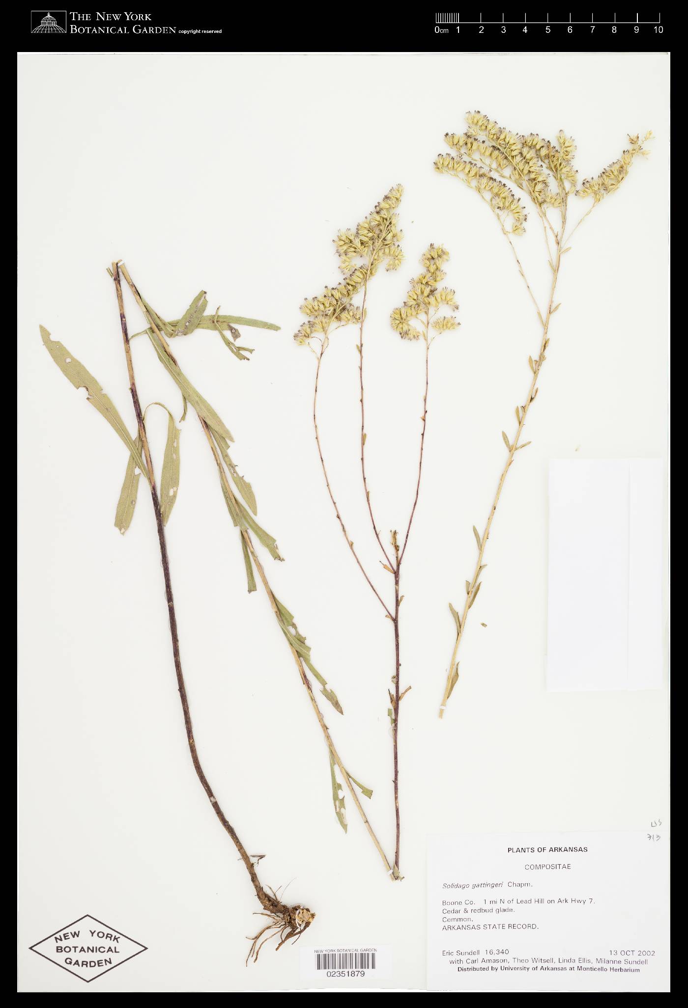 Solidago gattingeri image