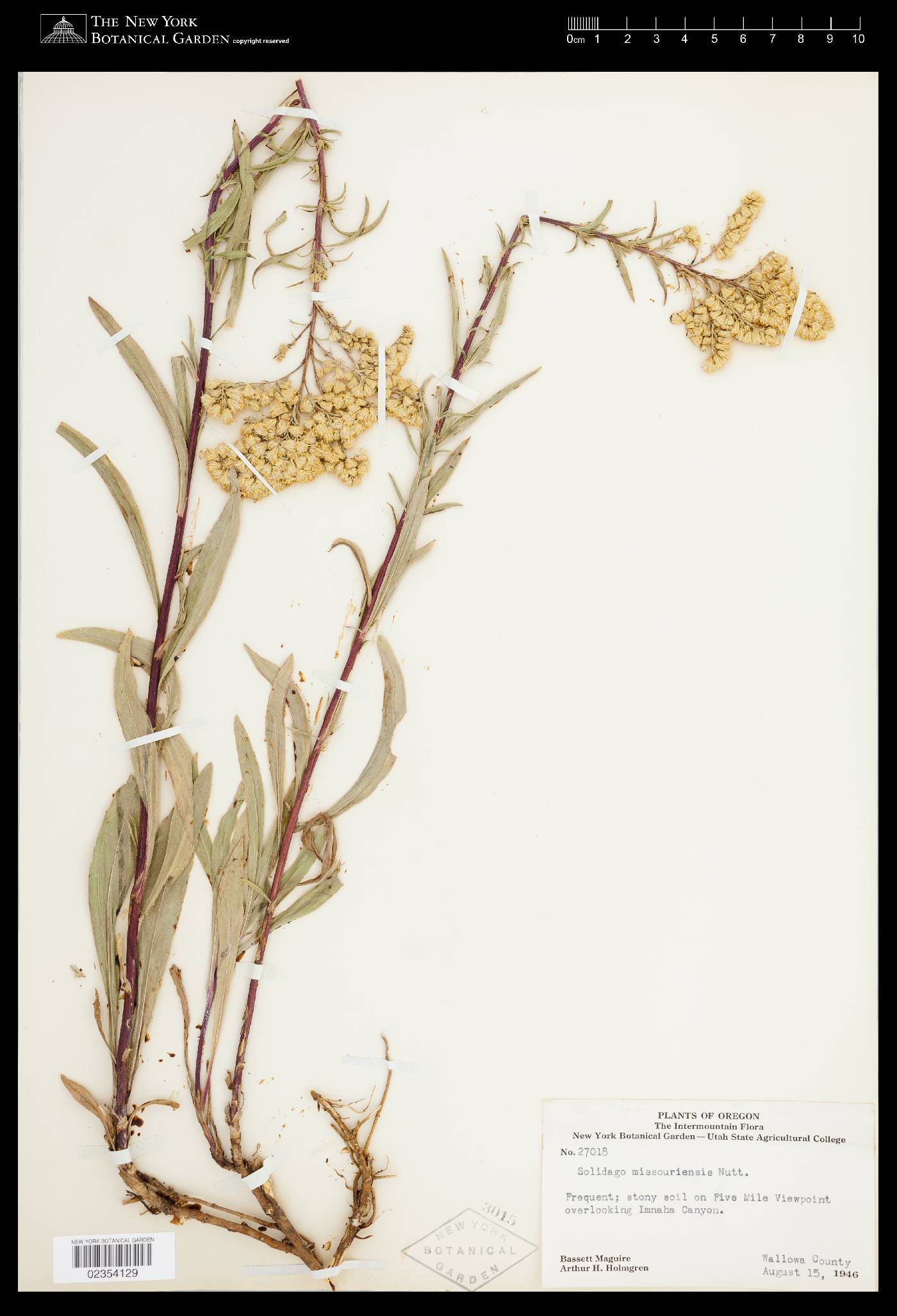 Solidago missouriensis var. missouriensis image