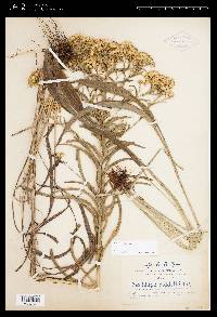 Solidago riddellii image