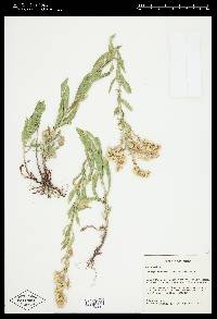 Solidago velutina image