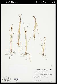 Juncus castaneus image