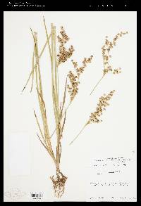 Juncus saximontanus image