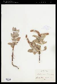 Salix commutata image