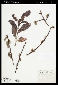 Salix scouleriana image