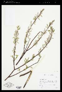 Salix petiolaris image