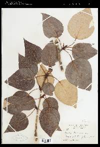 Populus balsamifera image