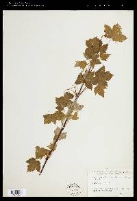 Acer glabrum image