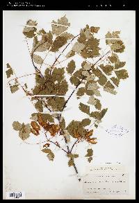 Acer glabrum image