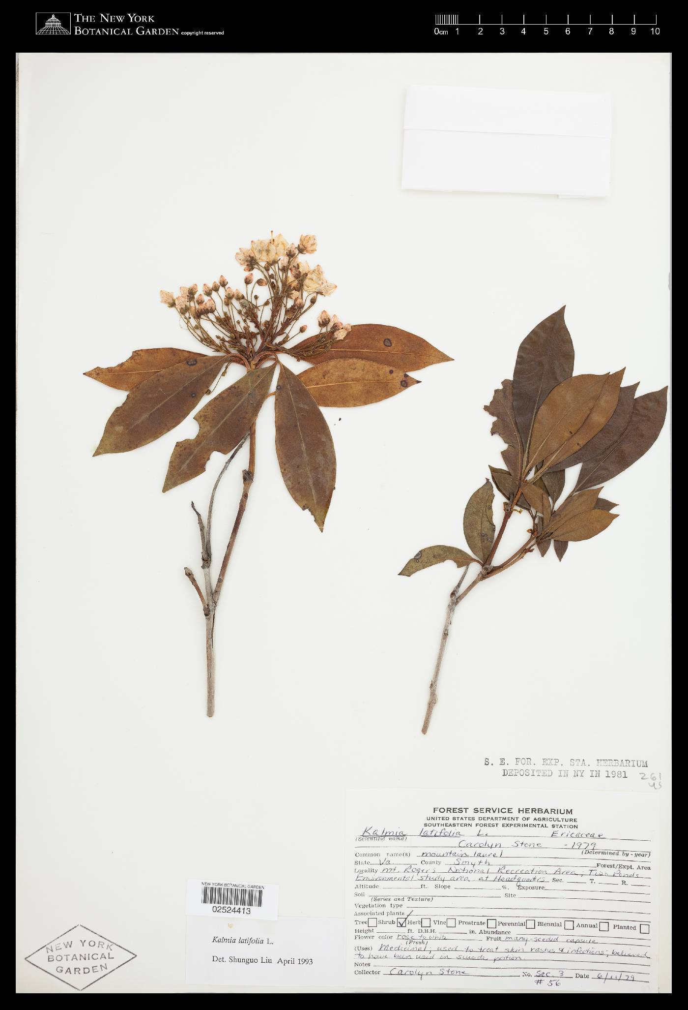 Kalmia latifolia var. latifolia image