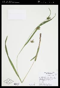 Carex folliculata image