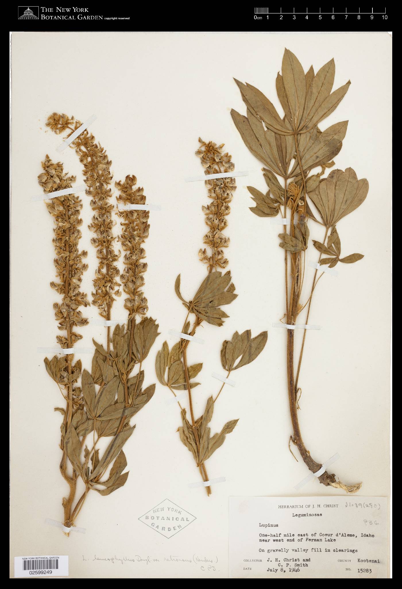 Lupinus leucophyllus var. retrorsus image