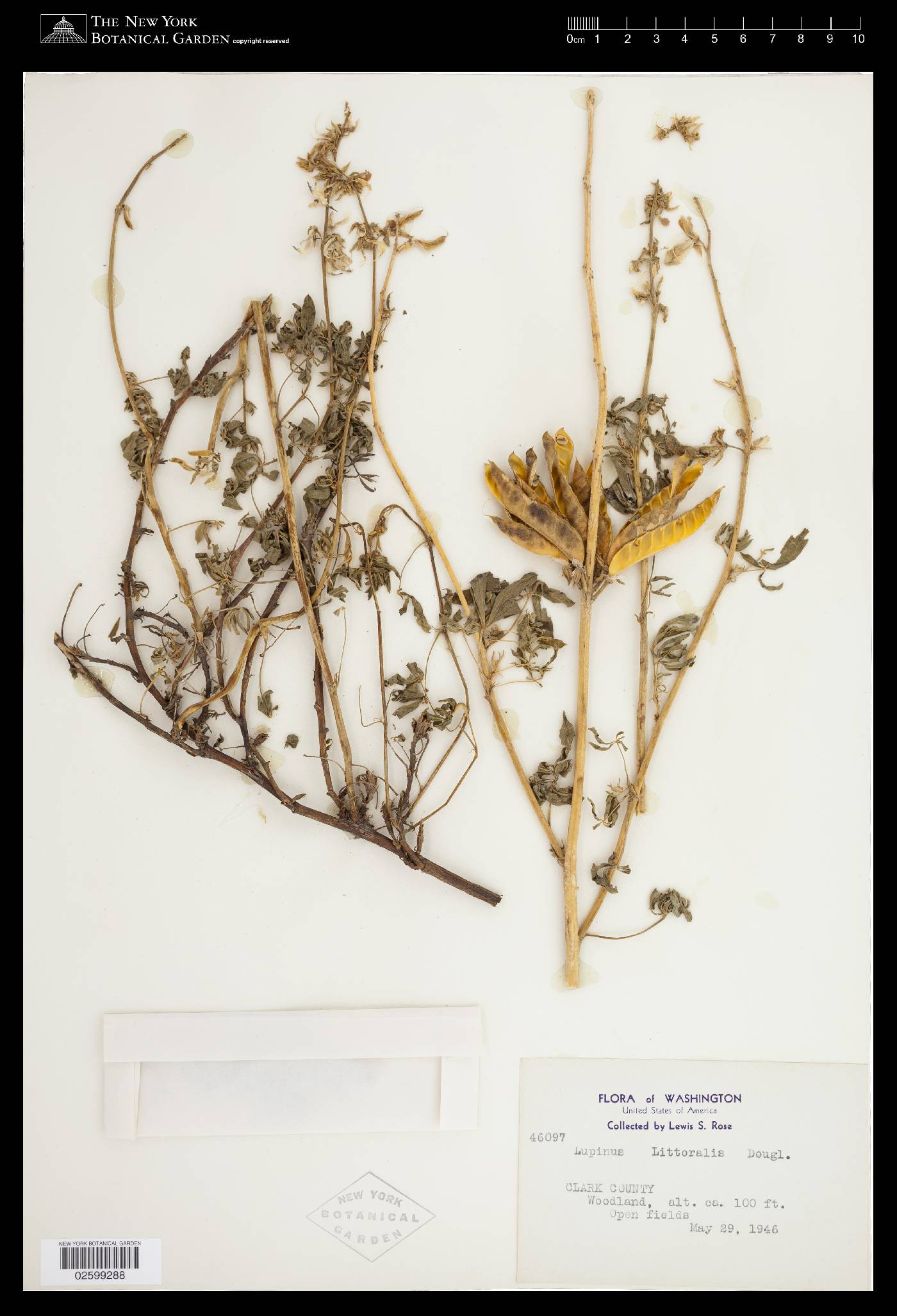 Lupinus littoralis image