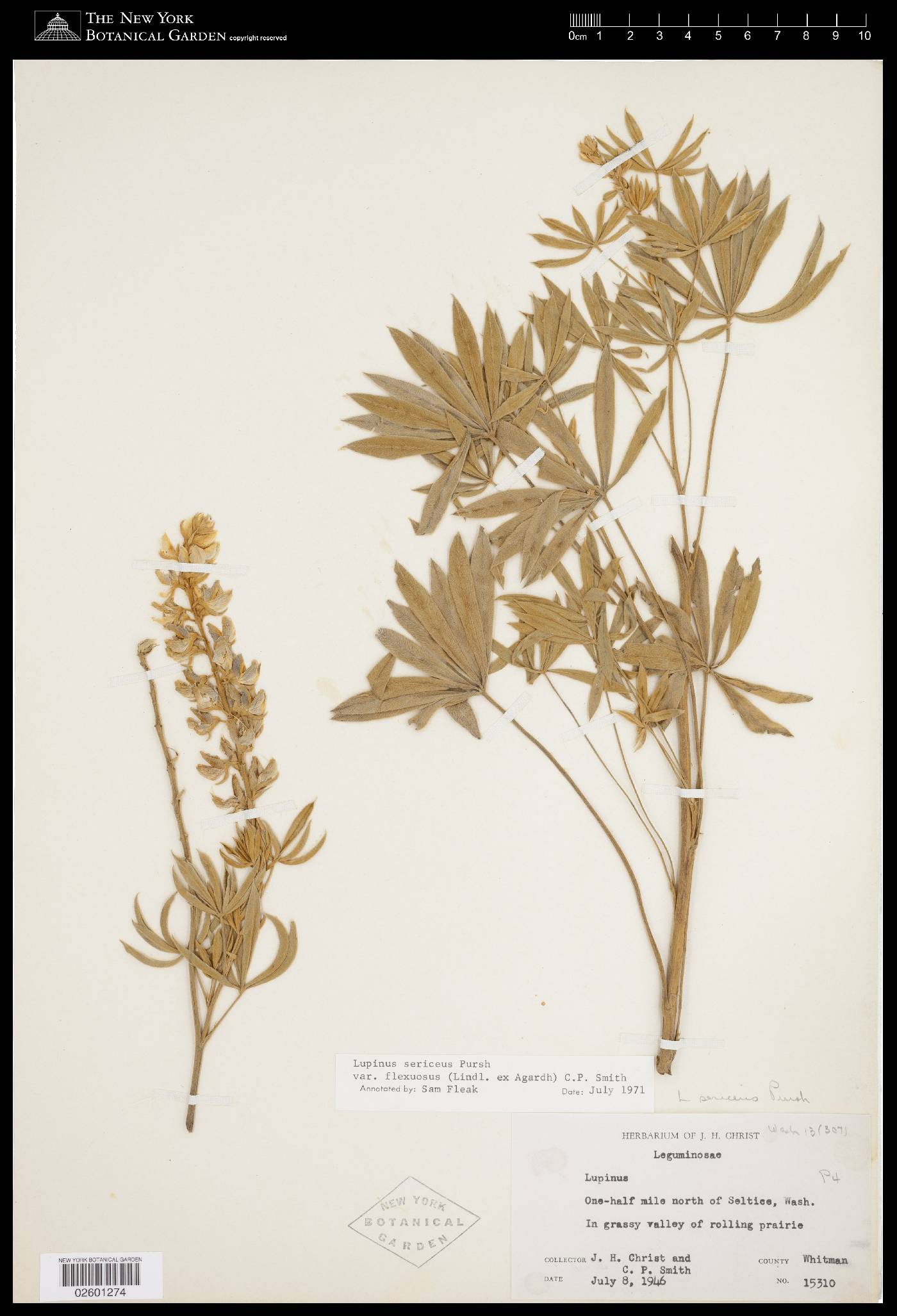 Lupinus sericeus var. sericeus image