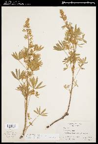 Lupinus sericeus image