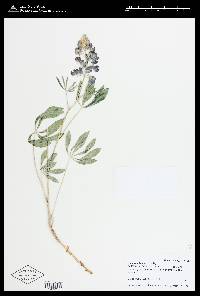 Lupinus polyphyllus image